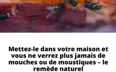 8 astuces naturelles pour se débarrasser des mouches dans la maison