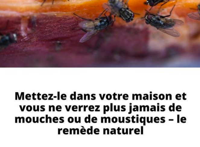 8 astuces naturelles pour se débarrasser des mouches dans la maison